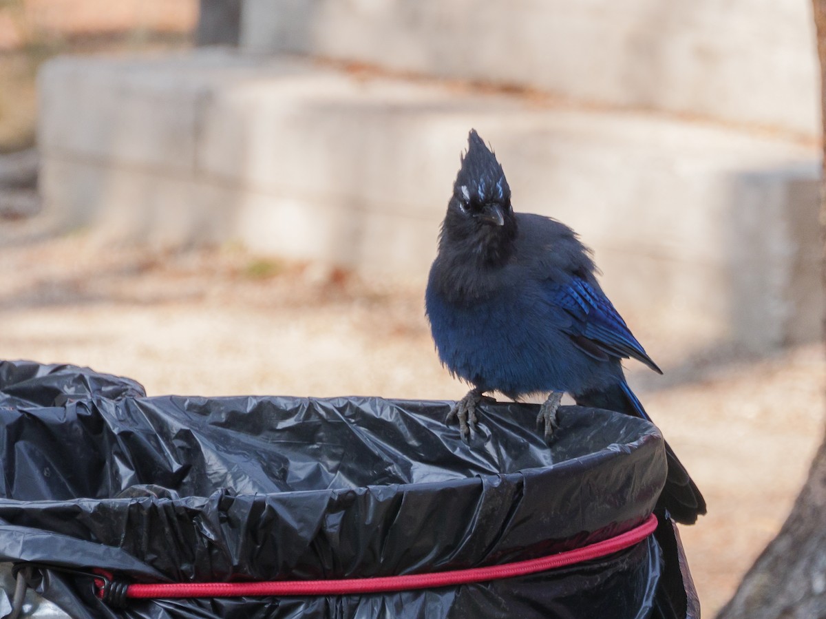 Steller's Jay - ML271833841