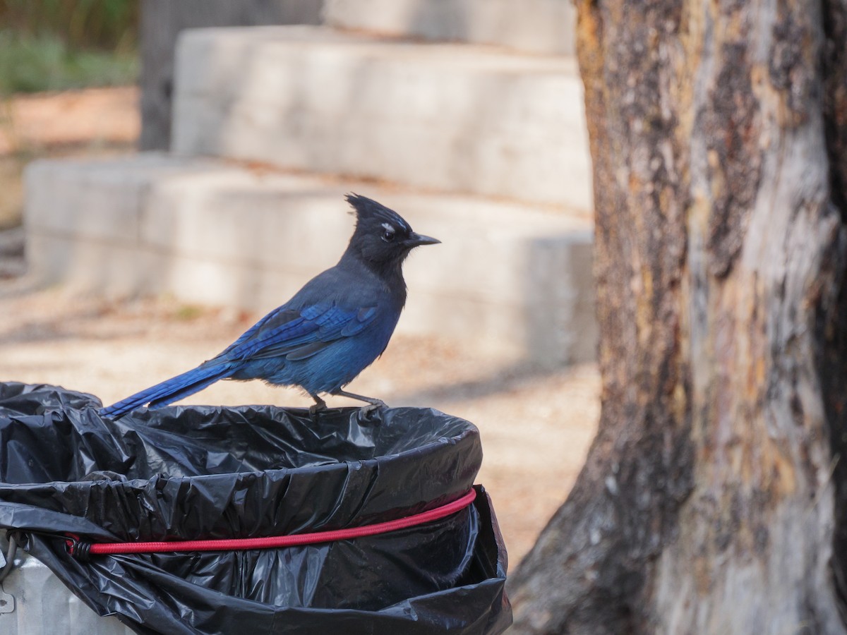 Steller's Jay - ML271833871