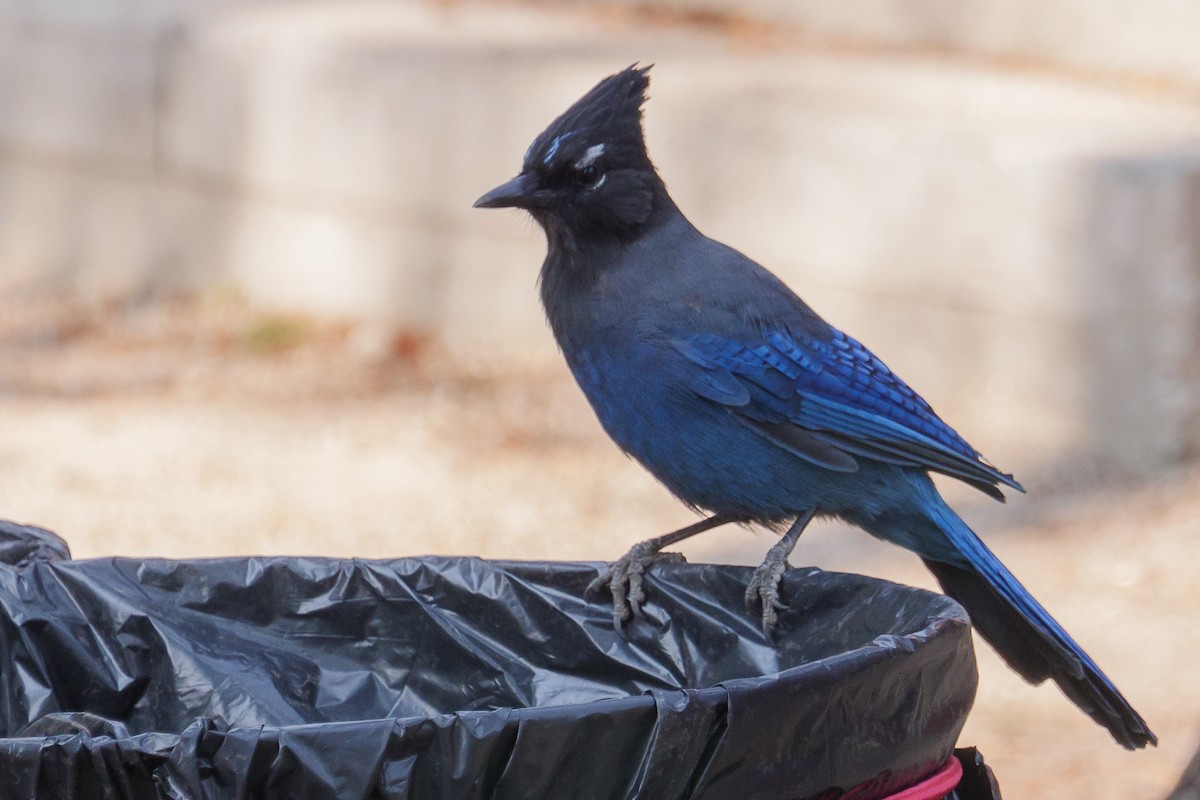 Steller's Jay - ML271833991