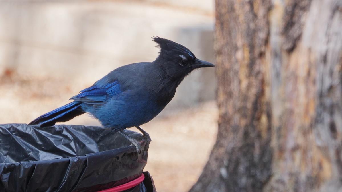 Steller's Jay - ML271834071