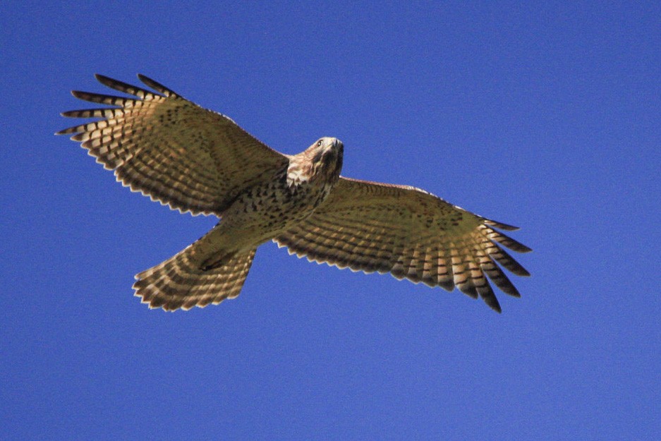 Red-shouldered Hawk - ML271834181