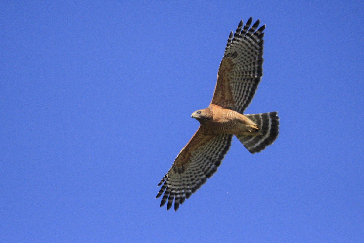 Red-shouldered Hawk - ML271834191