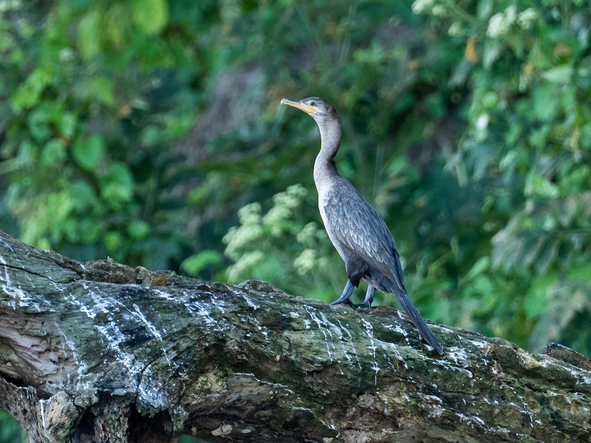 Neotropic Cormorant - ML271834321