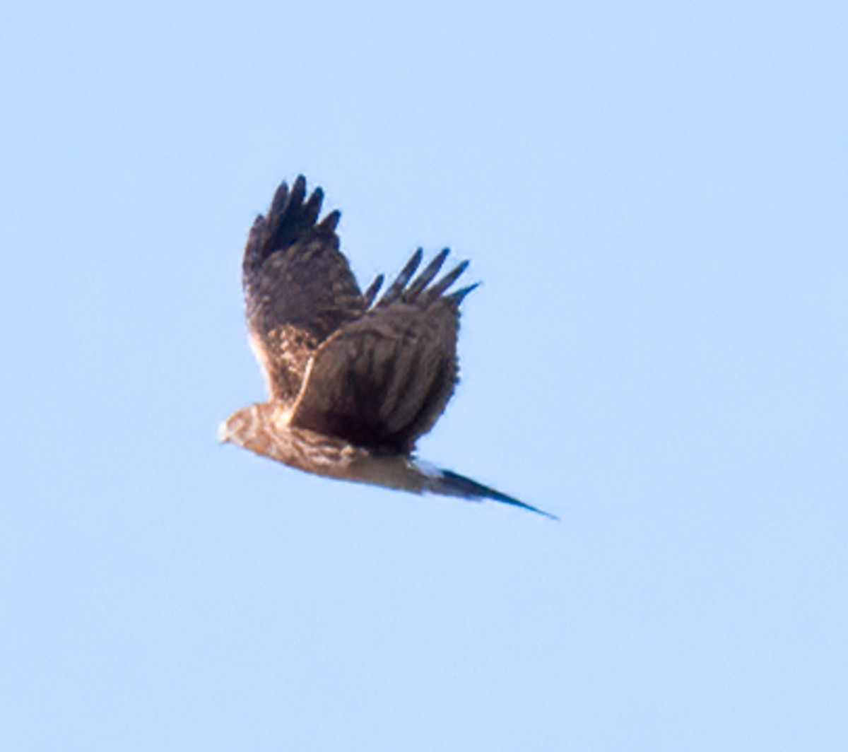 Northern Harrier - Jennifer Berger