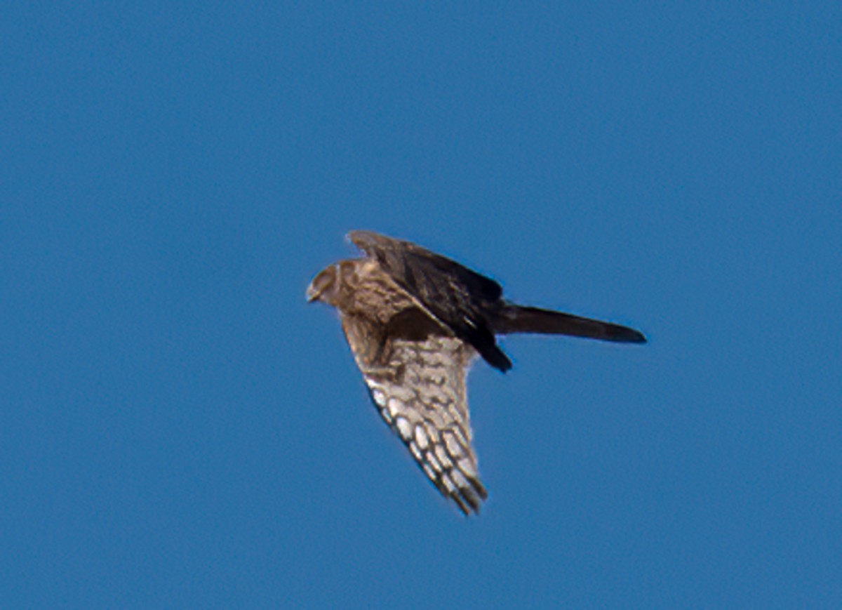 Northern Harrier - ML271834861