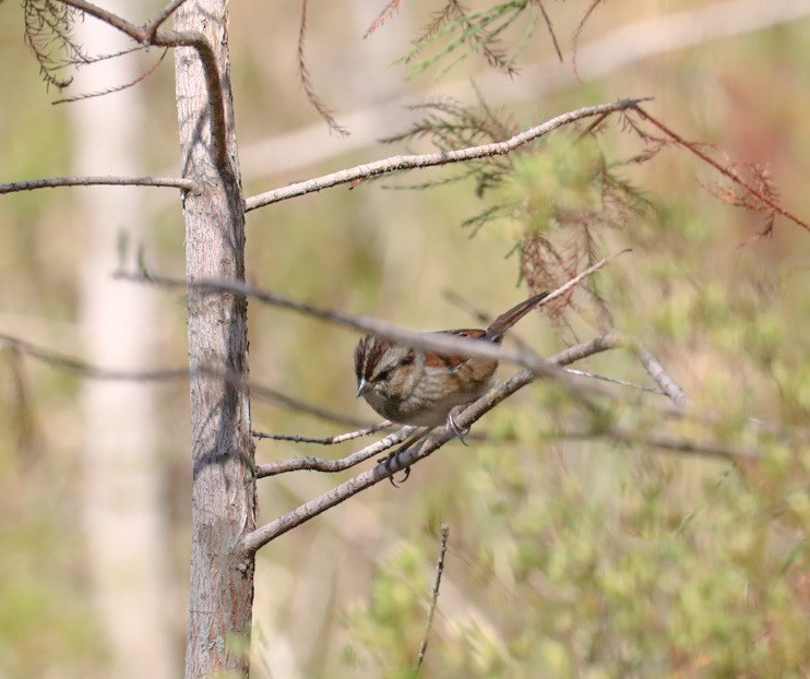 Swamp Sparrow - ML271835611