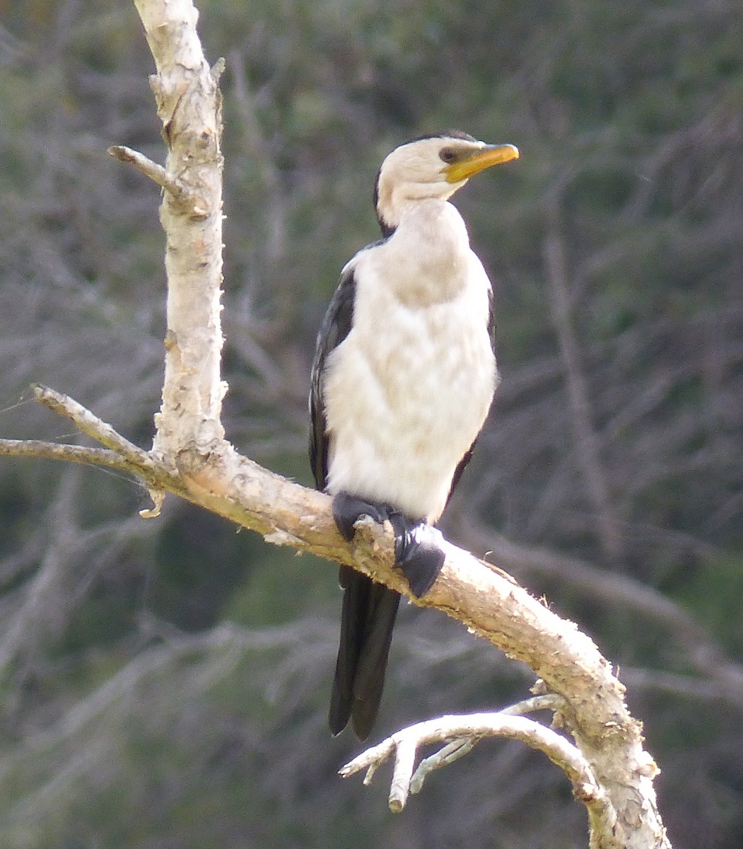 Little Pied Cormorant - ML27183741