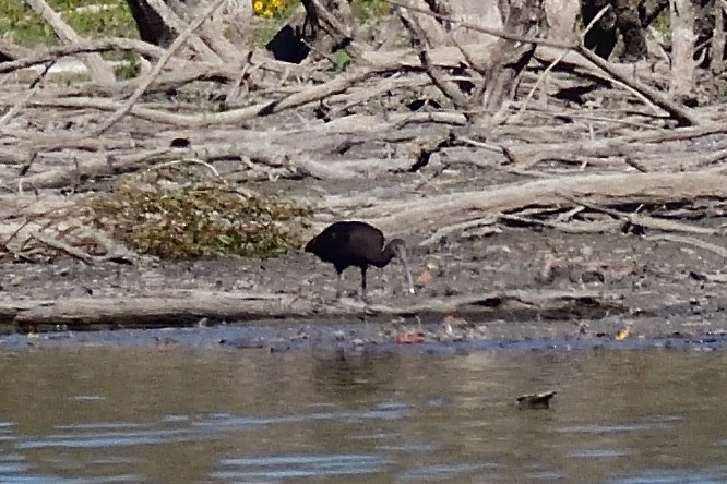 White-faced Ibis - Jack Verdin