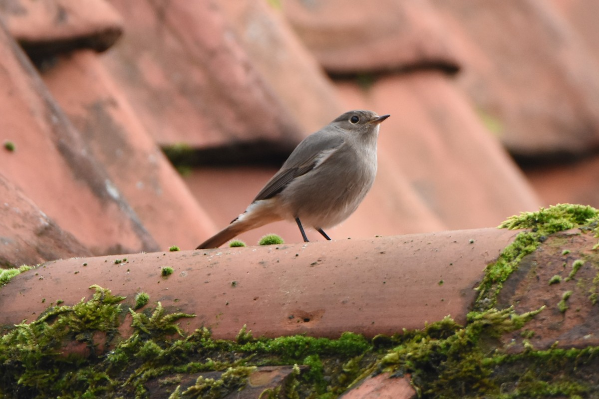 Black Redstart - ML271838871