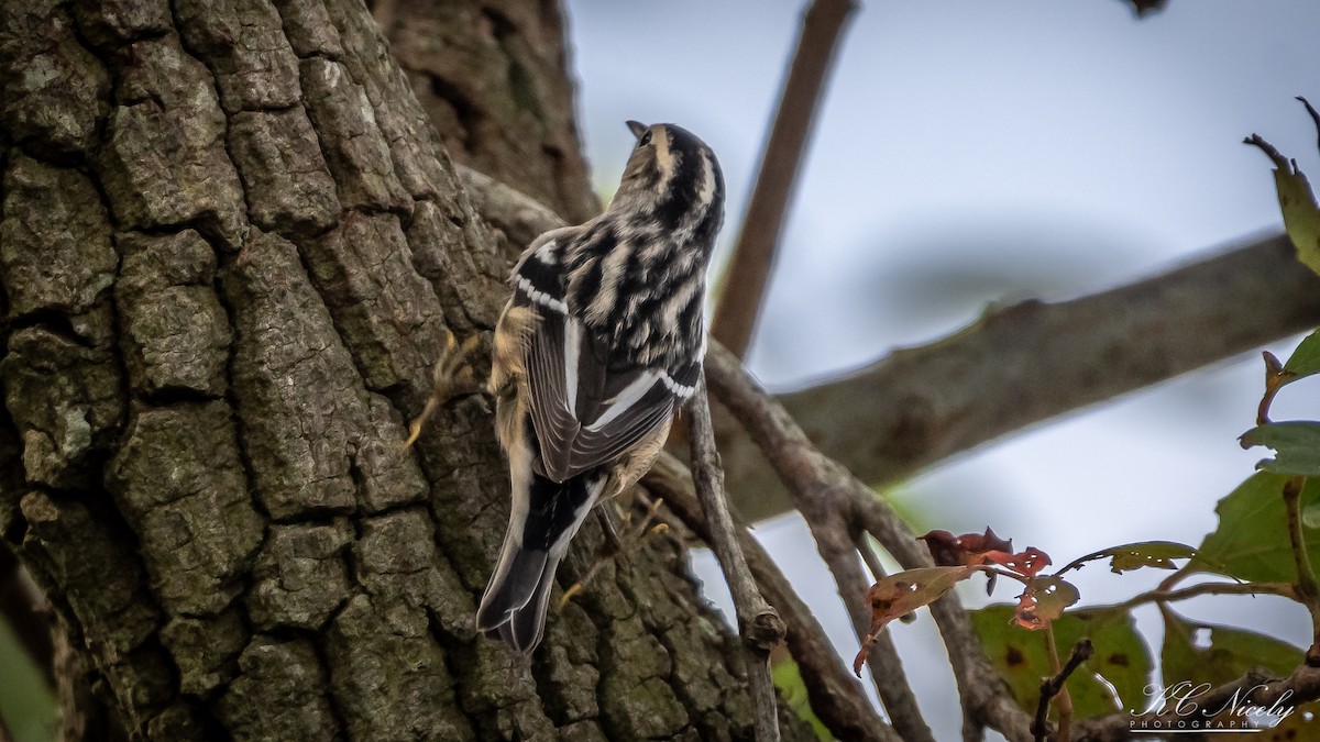 Black-and-white Warbler - ML271839161