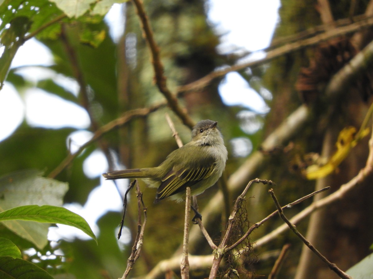 Mistletoe Tyrannulet - ML271840491