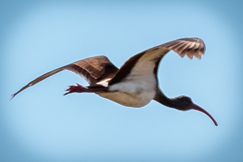 White Ibis - ML271842571