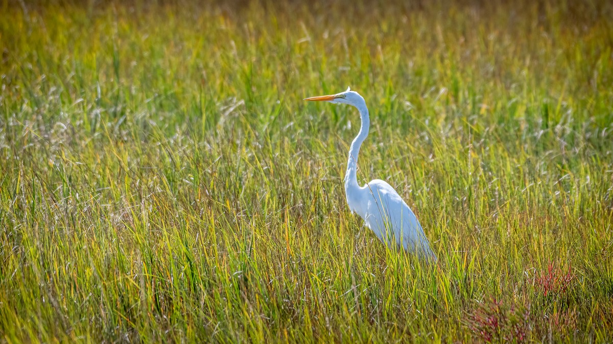 Great Egret - ML271843051