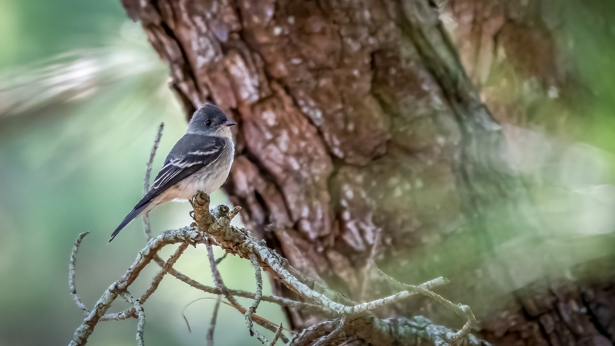 Eastern Wood-Pewee - ML271843321