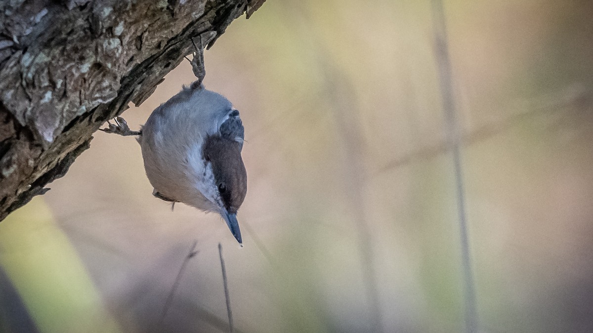 Brown-headed Nuthatch - ML271843531