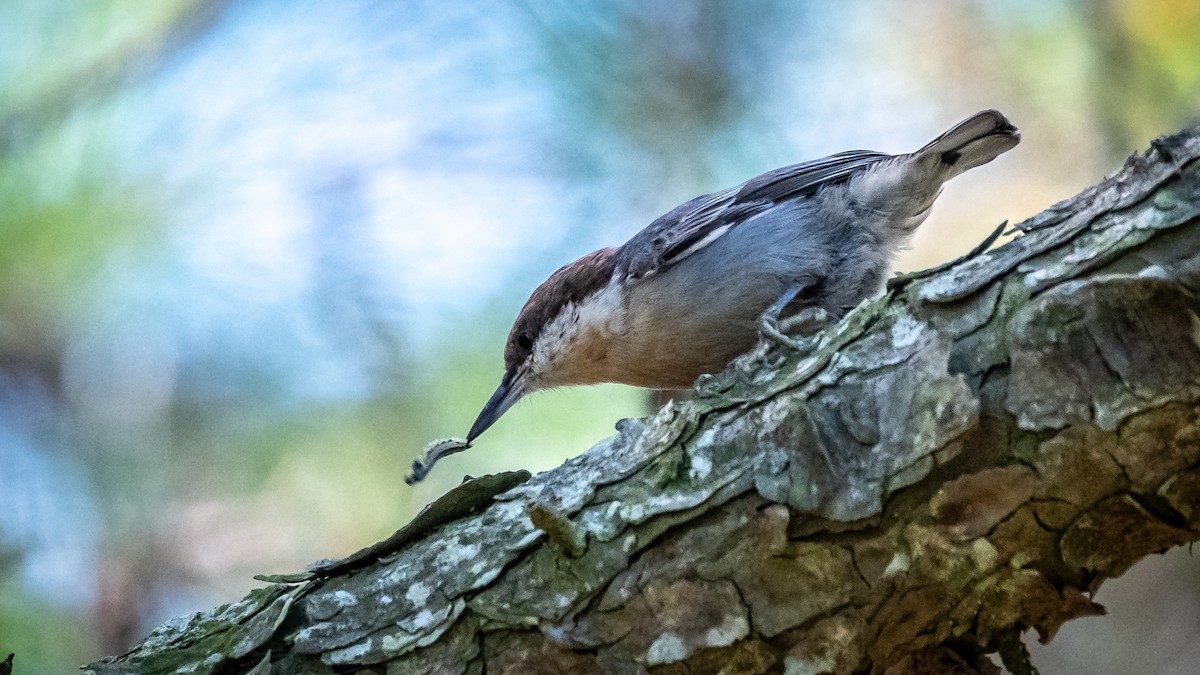 Brown-headed Nuthatch - ML271843601