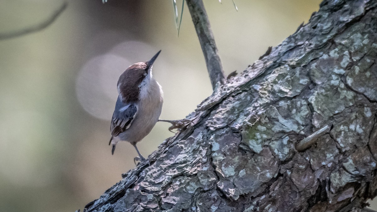 Brown-headed Nuthatch - ML271843661
