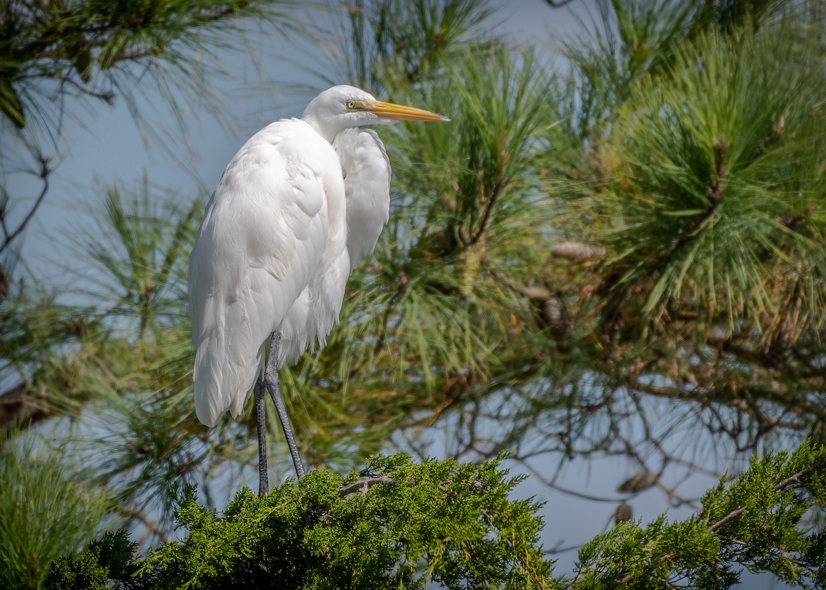 Great Egret - ML271843831