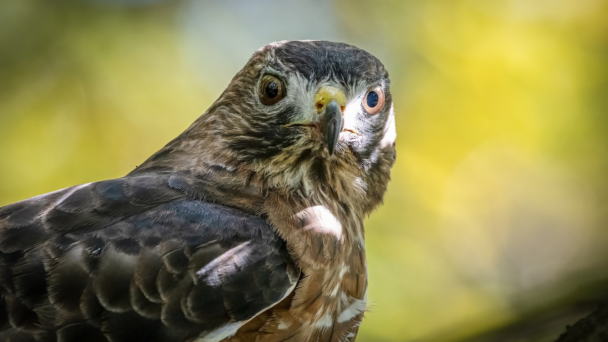 Cooper's Hawk - ML271844241