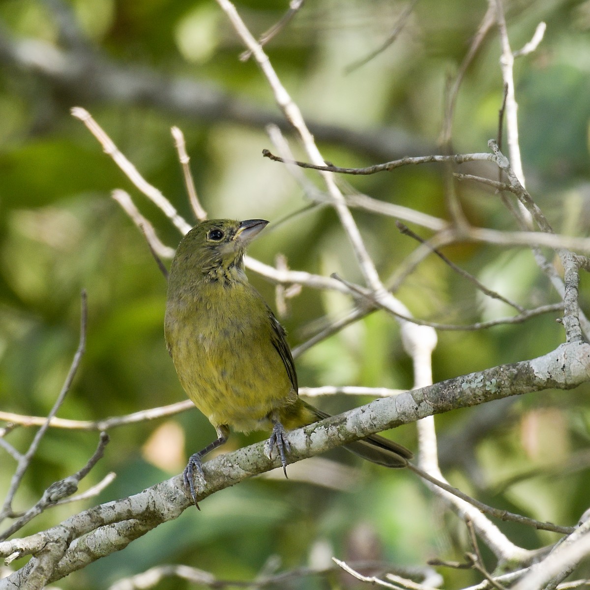 Painted Bunting - ML271845081