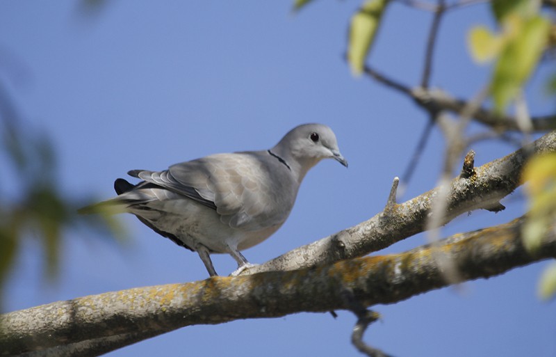 Eurasian Collared-Dove - ML271846811