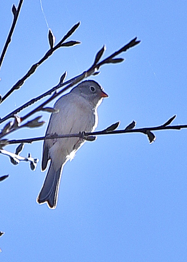 Field Sparrow - Diane Constable
