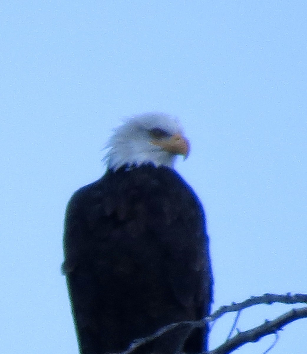 Bald Eagle - ML271848191