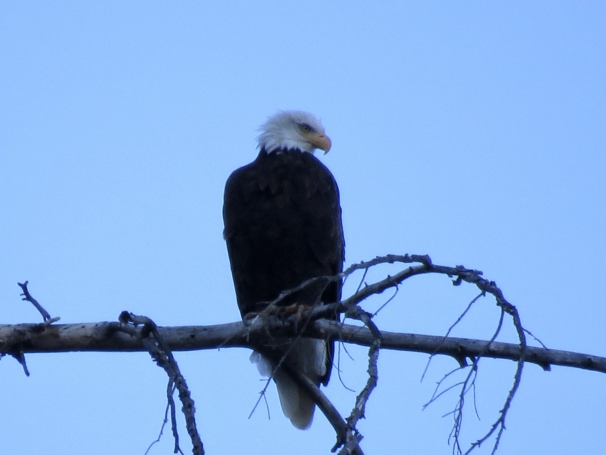 Bald Eagle - ML271848201