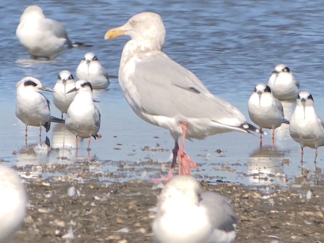 Herring Gull - Roger Muskat