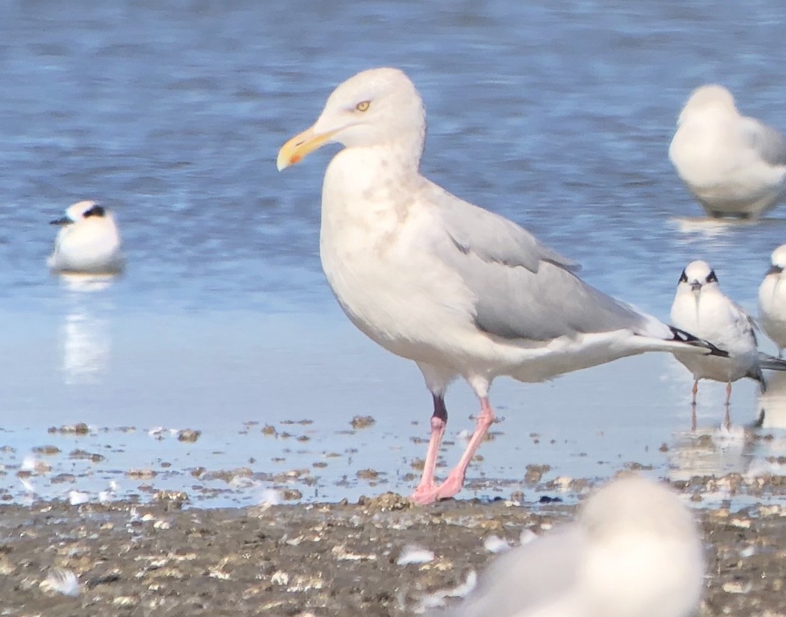 Herring Gull - Roger Muskat