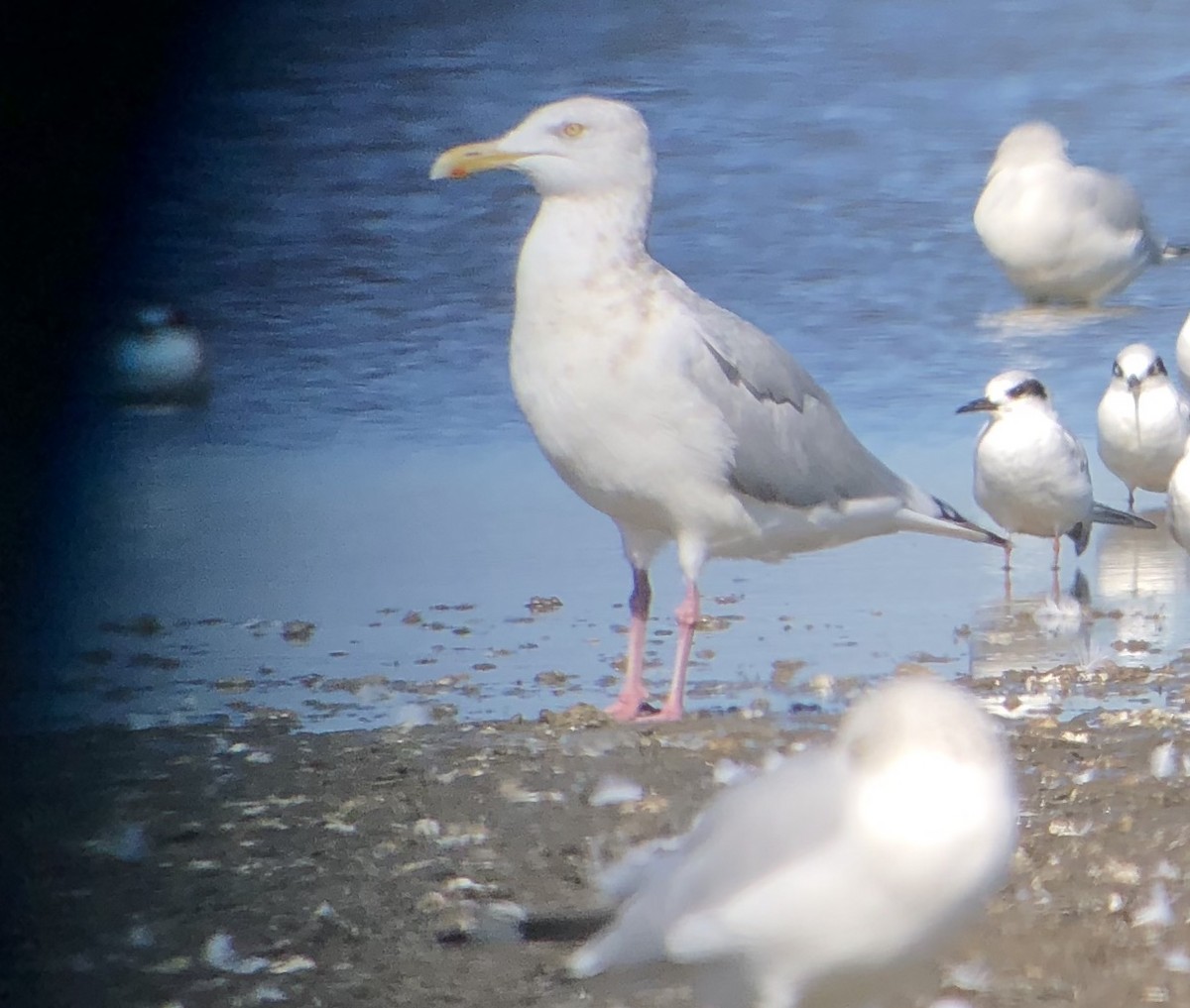 Herring Gull - Roger Muskat