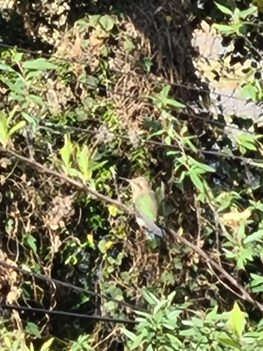 Speckled Hummingbird - ML271849211