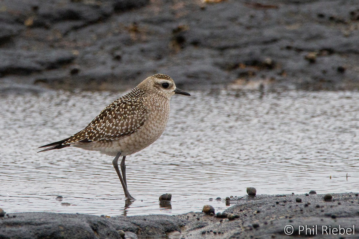 American Golden-Plover - ML271852841