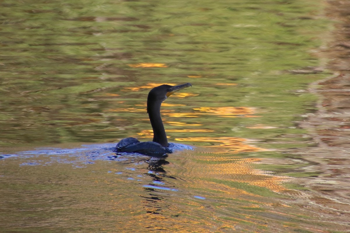 Double-crested Cormorant - ML271853341