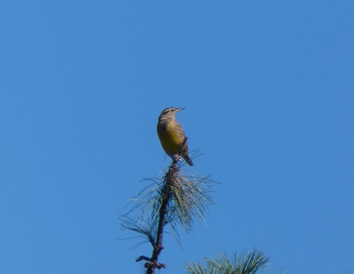 Eastern Meadowlark - Matt Peppe