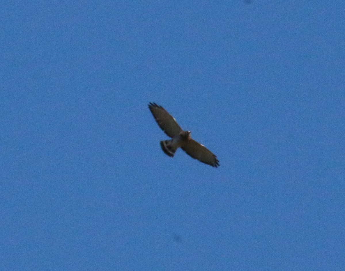 Broad-winged Hawk - ML27185721