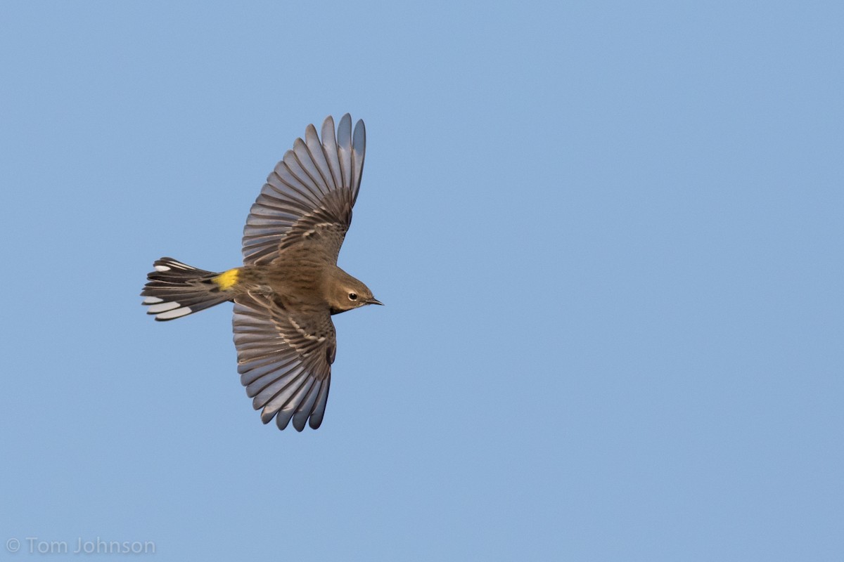 Yellow-rumped Warbler (Myrtle) - Tom Johnson