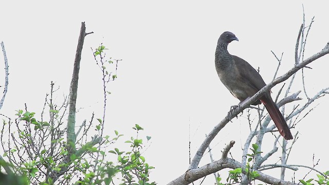 Speckled Chachalaca - ML271858651