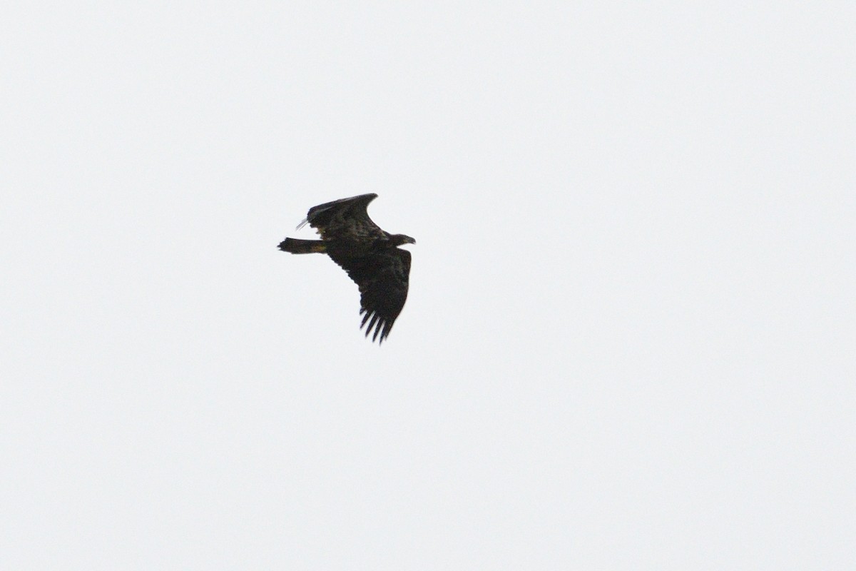 Bald Eagle - Barry Blust