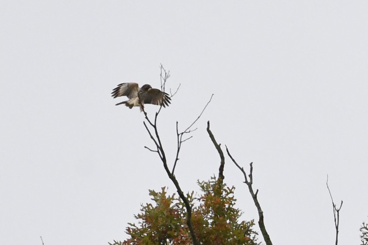 Red-shouldered Hawk - ML271860191