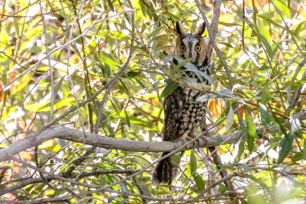 Long-eared Owl - ML271860521