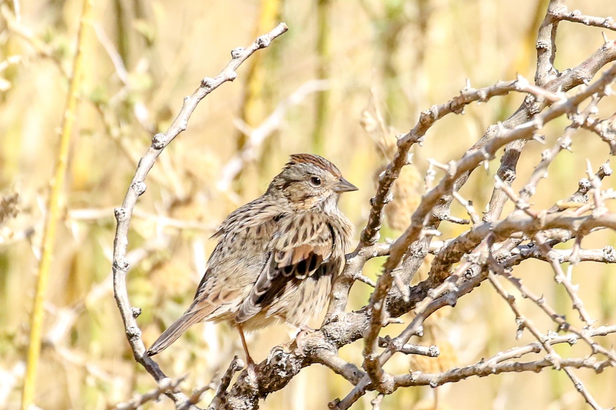 Lincoln's Sparrow - Teresa Connell