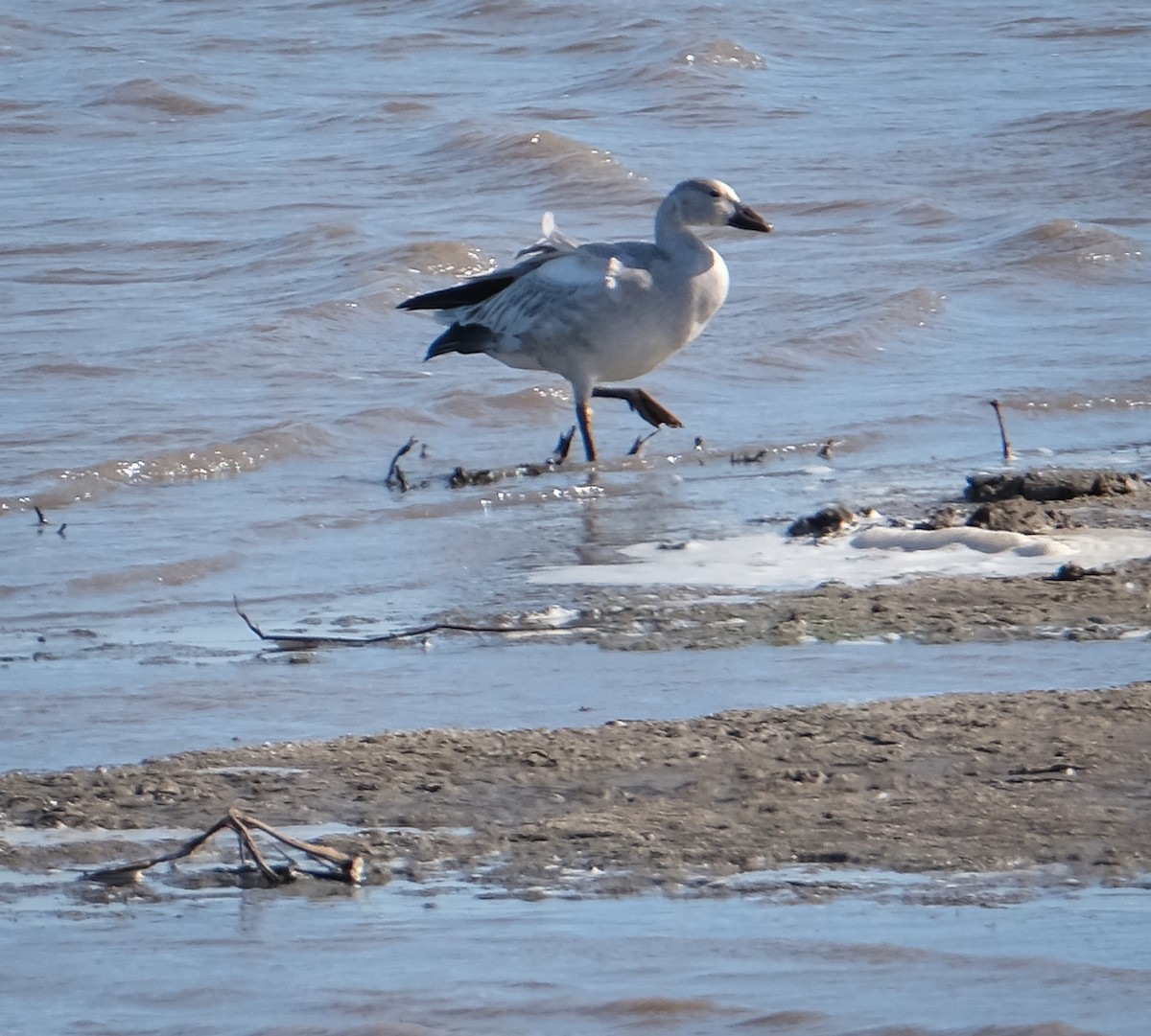 Snow Goose - ML271863061