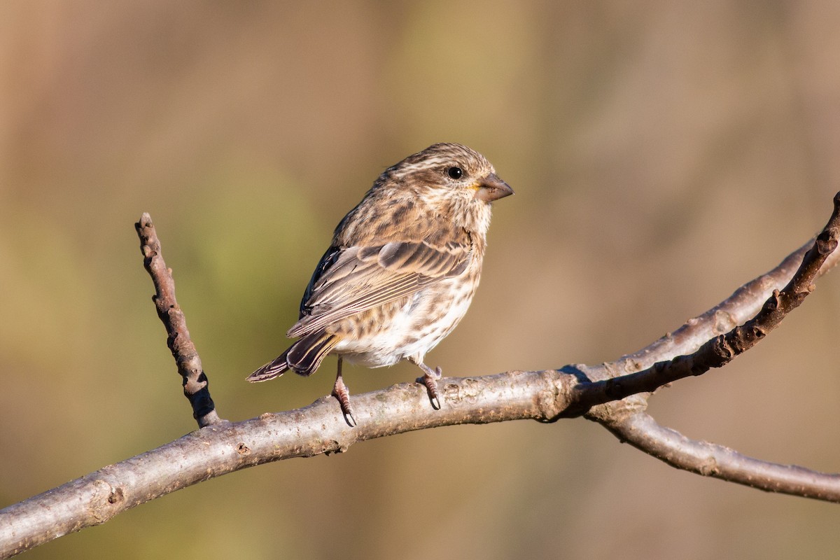 Purple Finch - ML271868351