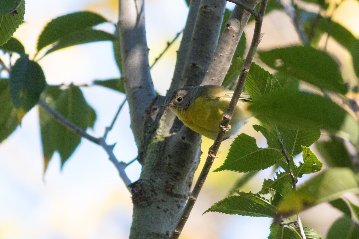 Nashville Warbler - ML271868441