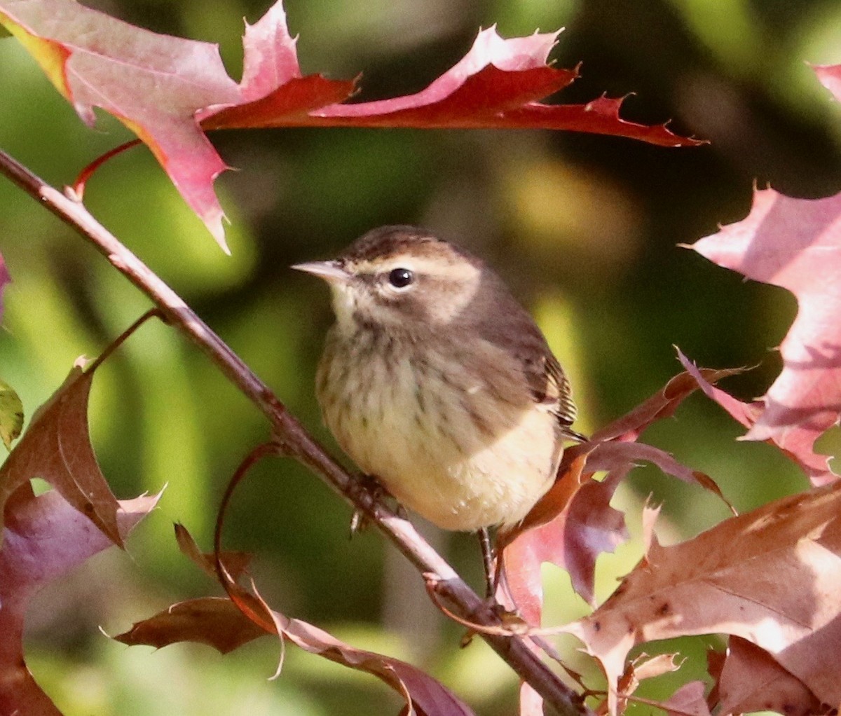 Palm Warbler - Karl Overman