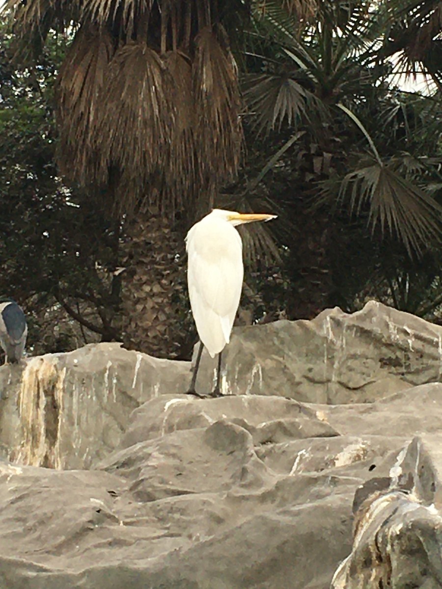 Great Egret - ML271870141