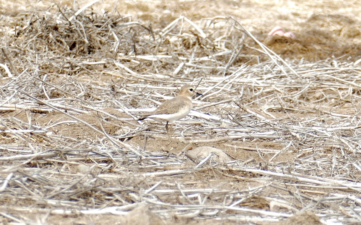 Mountain Plover - ML271870271