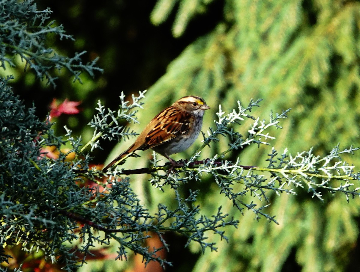 White-throated Sparrow - ML271871191