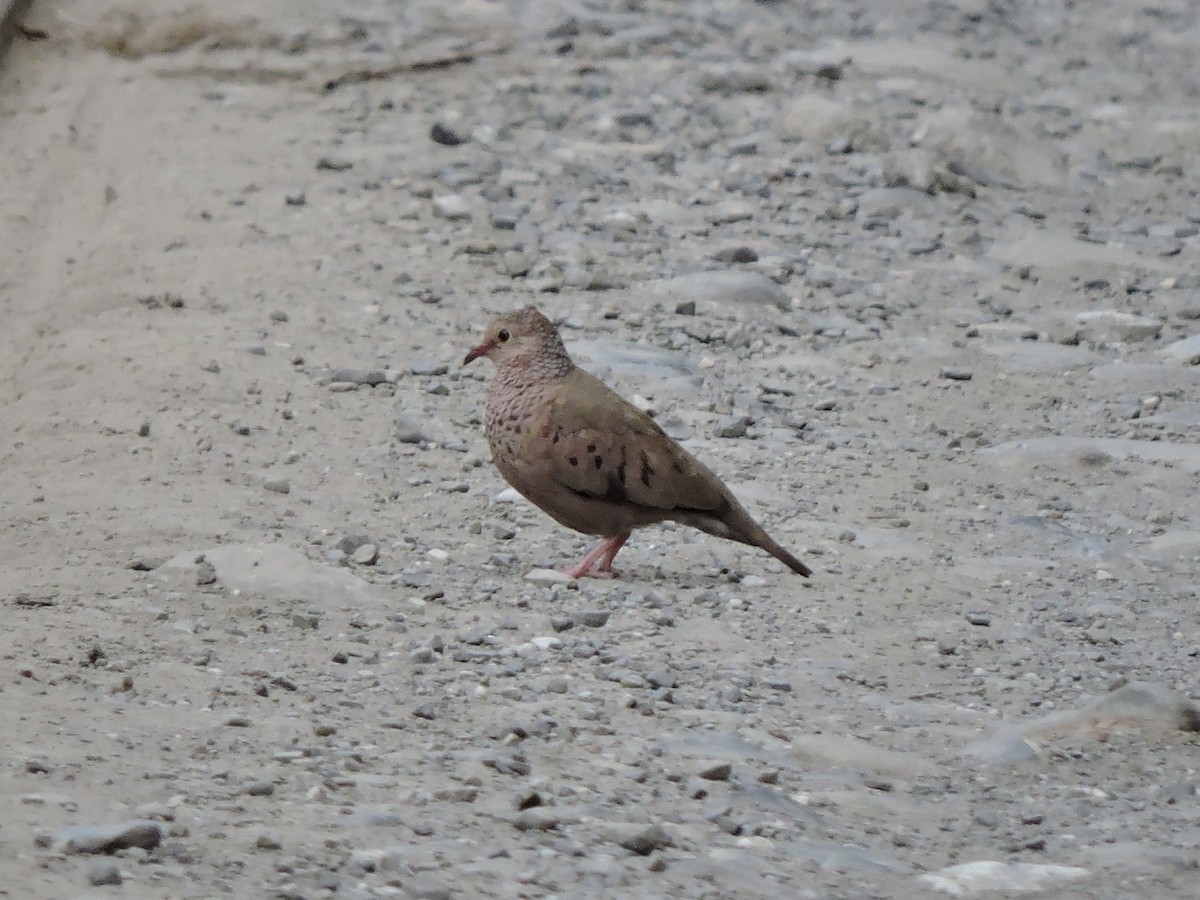 Common Ground Dove - ML271872891